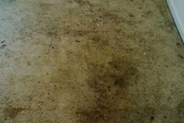 Carpet Cleaning Services Before